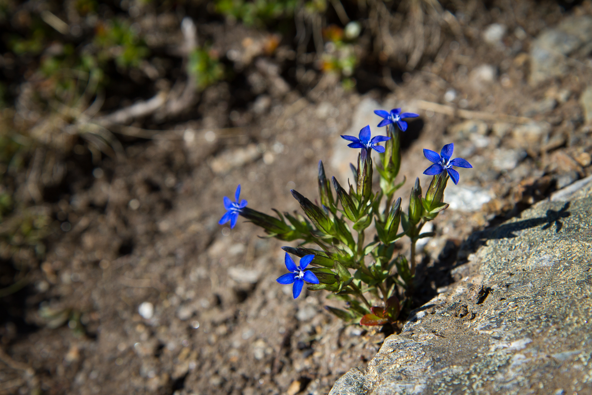 Fjällgentiana i Kärkevagge