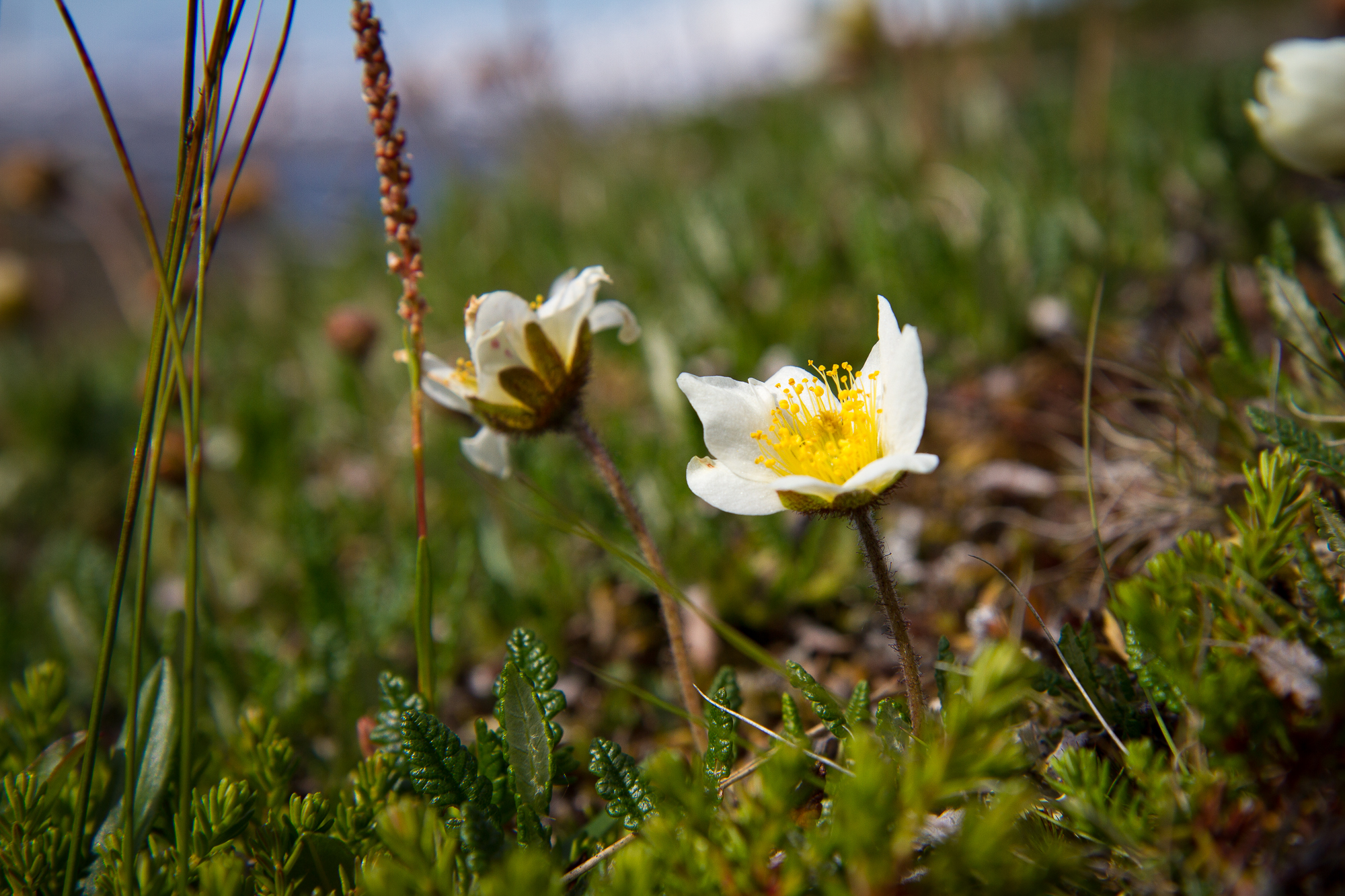 Fjällsippa i Kärkevagge