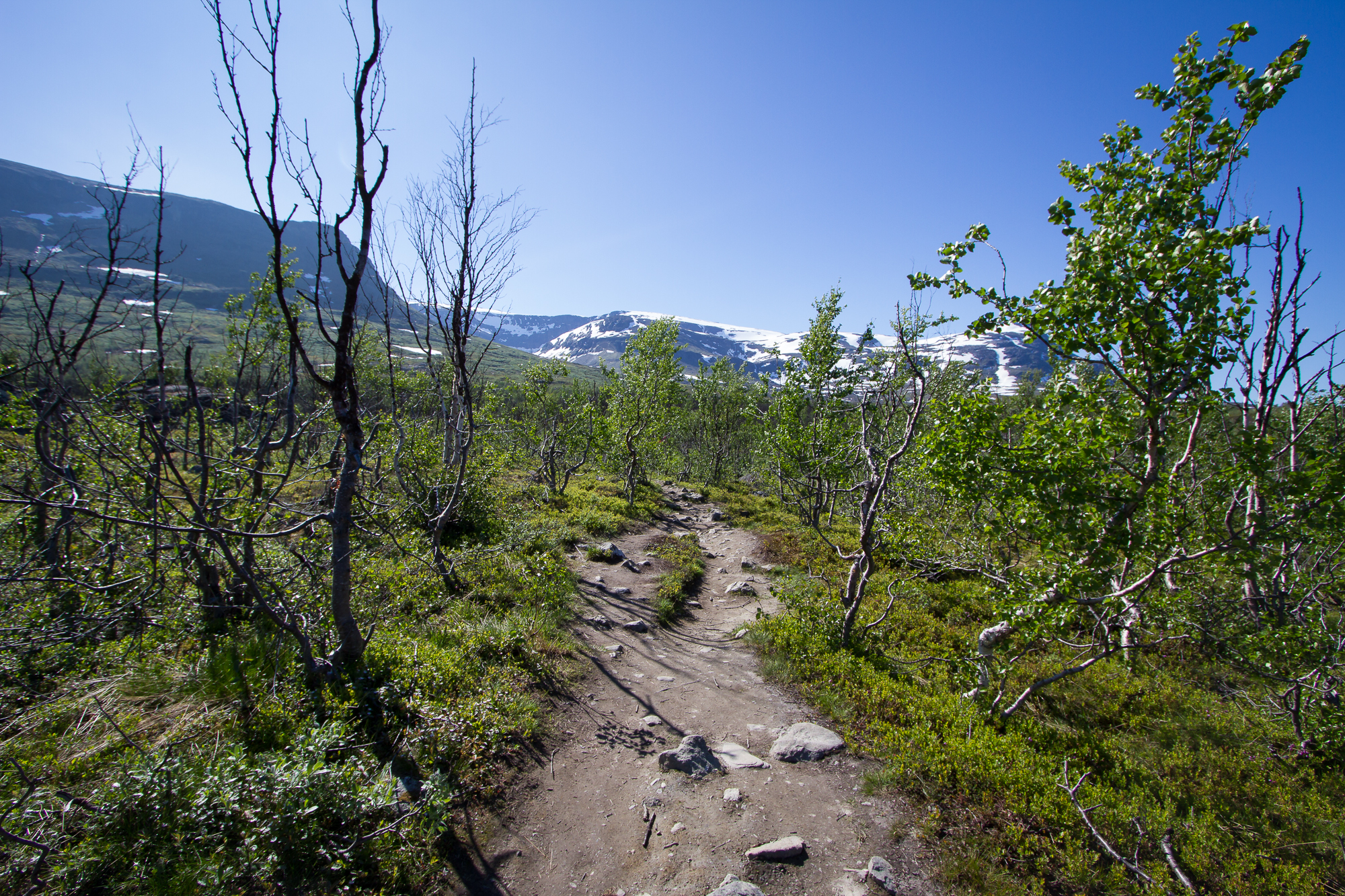 The Kärkevagge hiking trail with mount Vassijaure in the background.