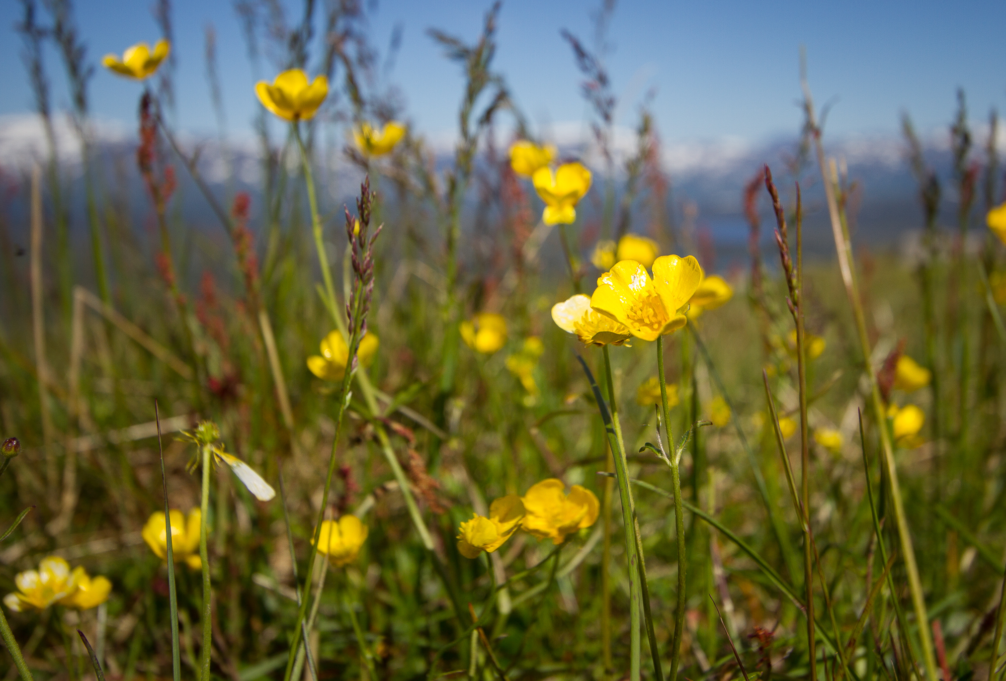 Green meadow with buttercups in Swedish Lapland.