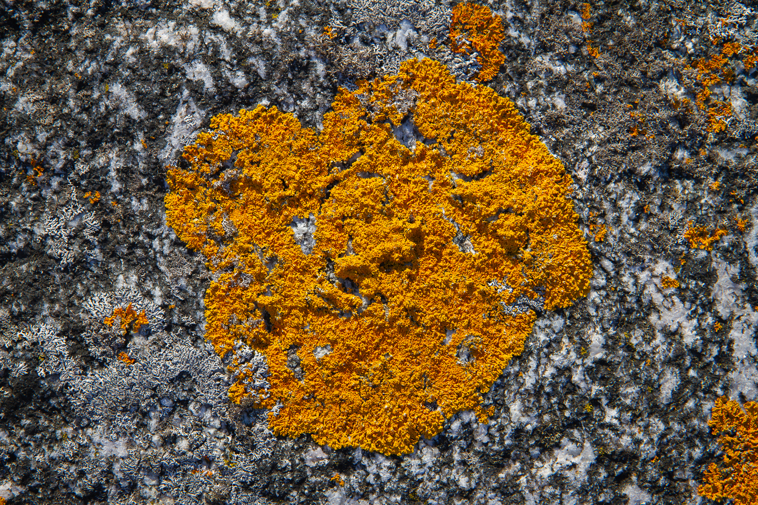 Gul lav, Stockholms skärgård