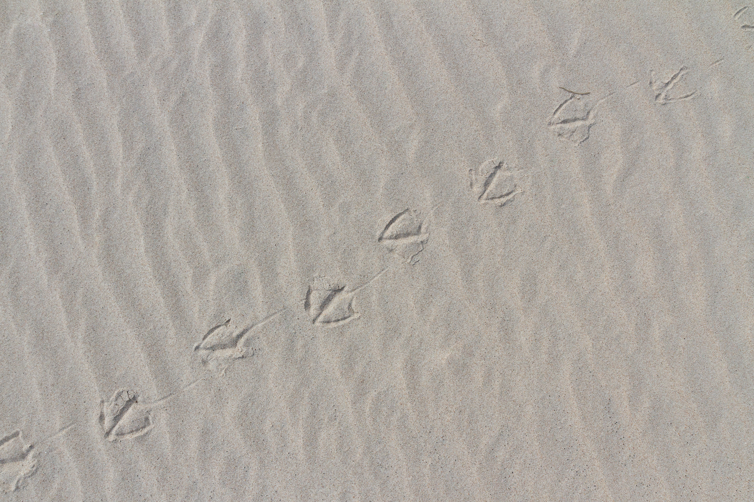 Spår i sanden vid Bredsandsudde på Gotska Sandön