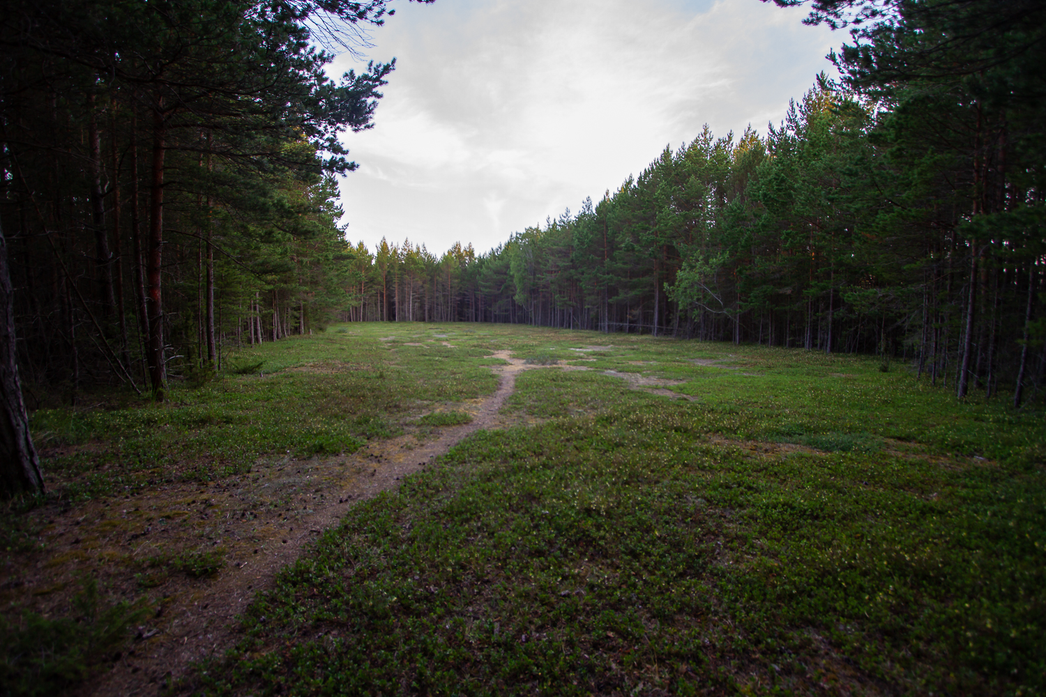 Våtmarken Inre dynkärret, Gotska Sandön