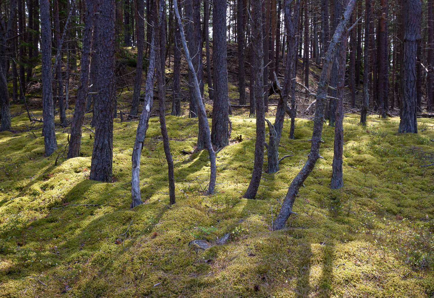 Solen skiner genom en samling torra tallar på Gotska Sandön