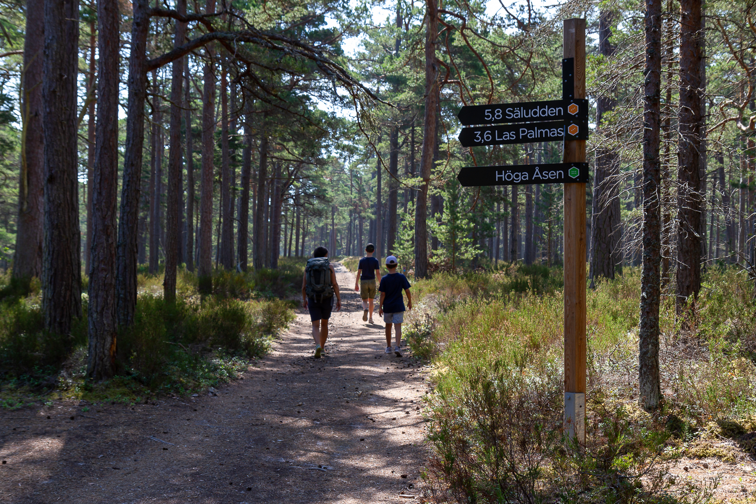 Tre personer vandrar längs en skogsväg på Gotska Sandön