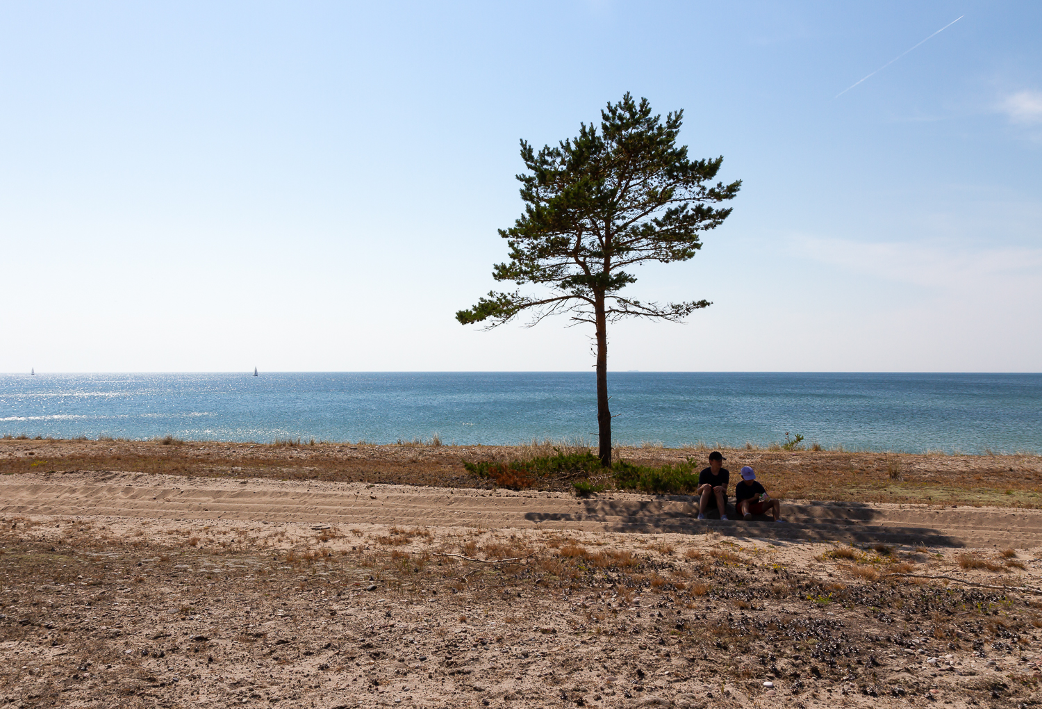 Två killar söker skugga under en ensam tall på Gotska Sandön