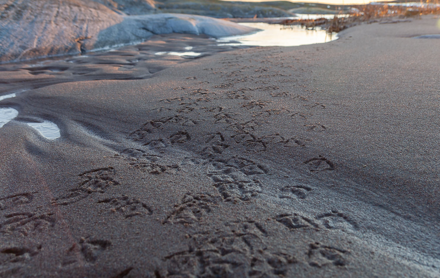 Spår av sjöfågel i sanden på Tärnskär