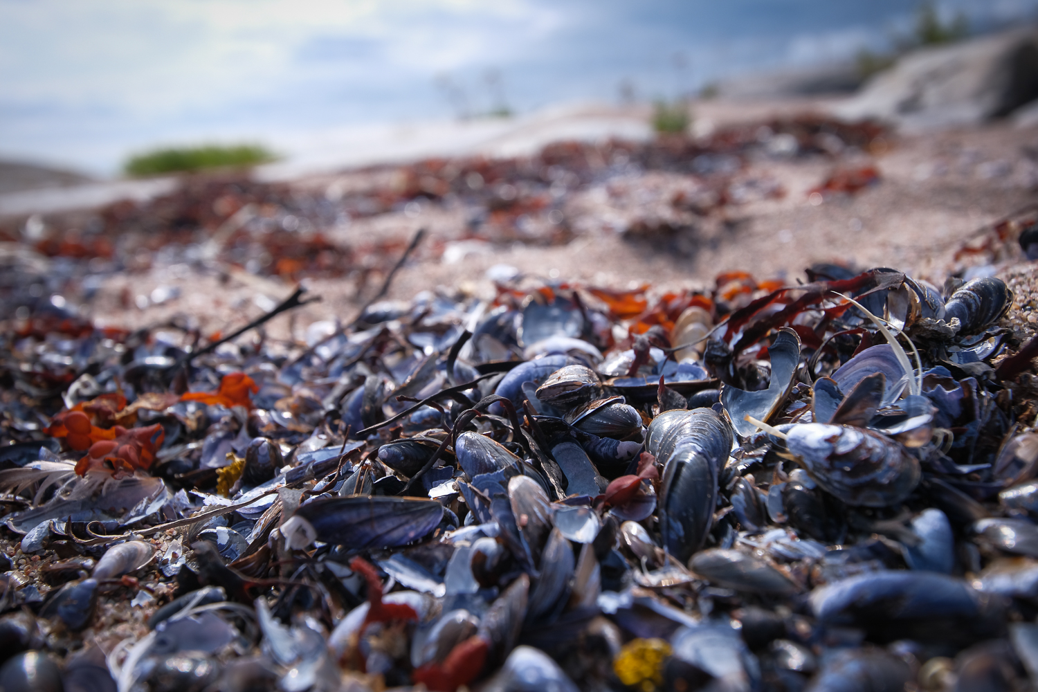 Blåmusslor på Tärnskär