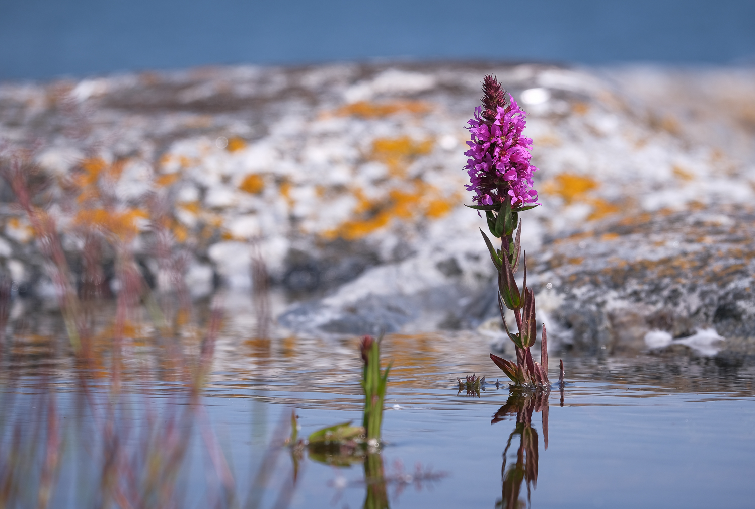 Fackelblomster, Långviksskär