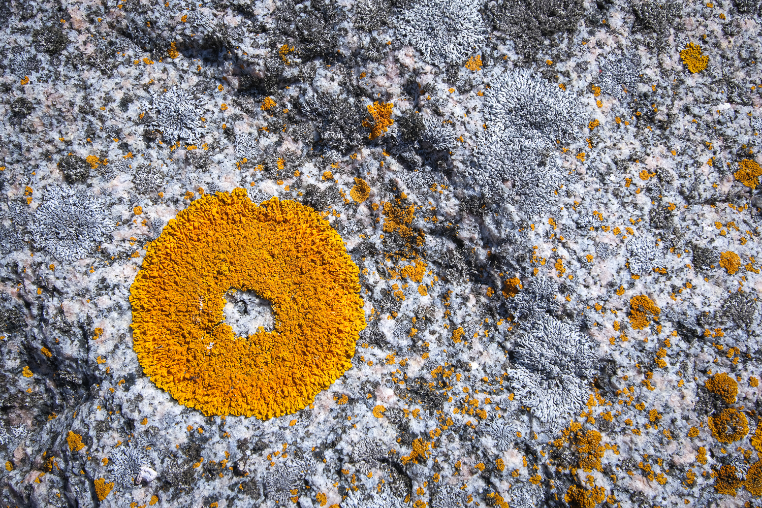 Gul lav i Stockholms skärgård