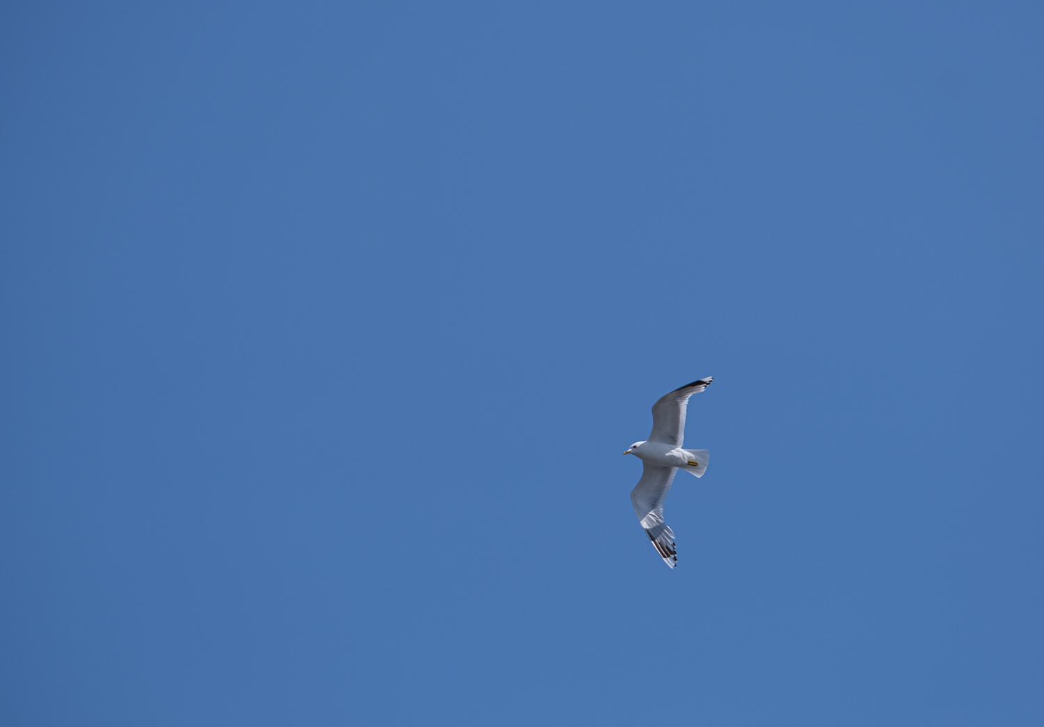 Mås seglar genom Stockholms skärgård
