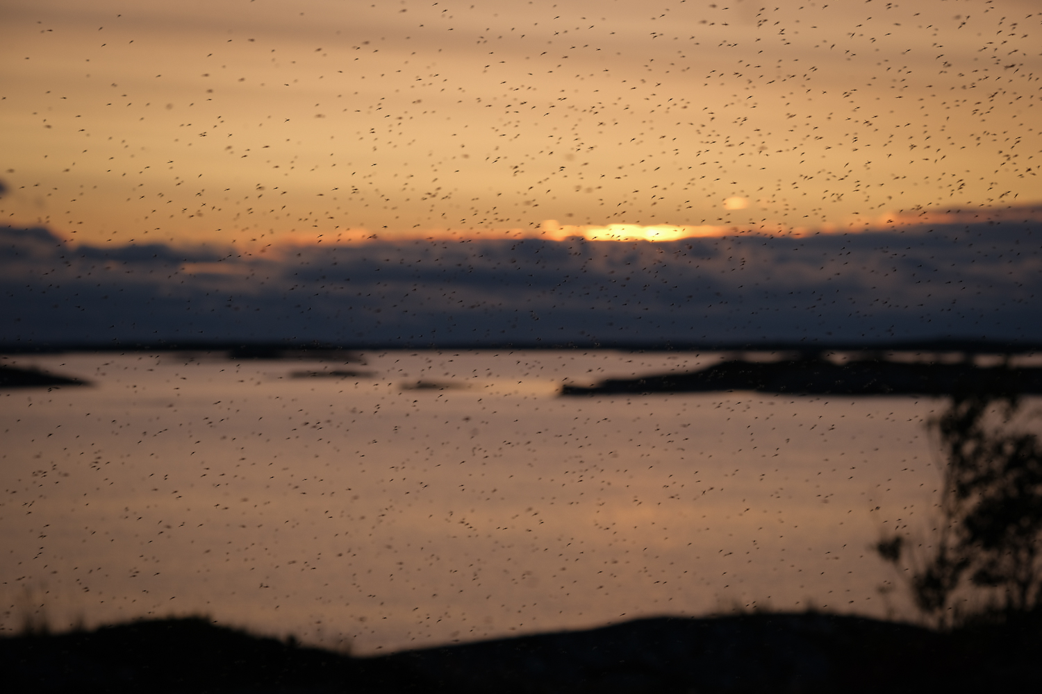 Myggor på Huvudskär