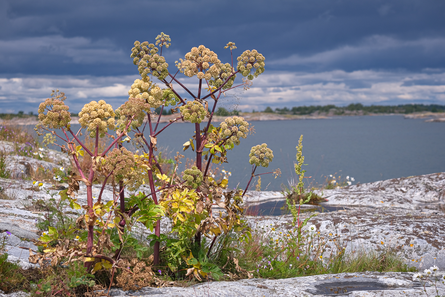 Strandkvanne, Långviksskär