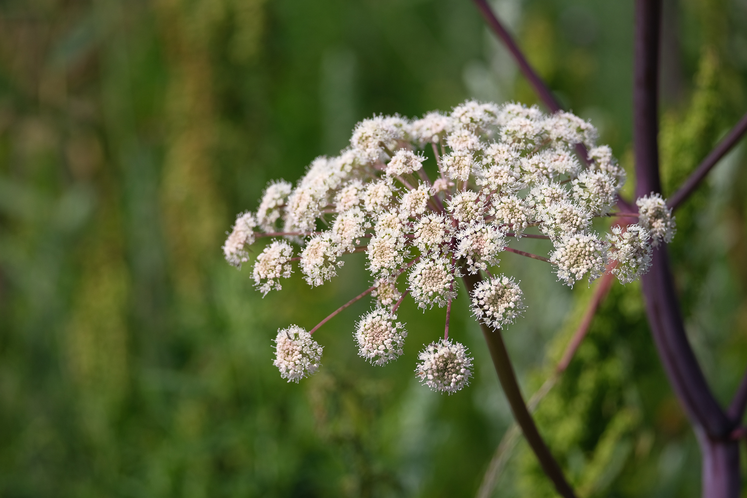 Strätta blommar på Långviksskär naturreservat, Stockholms skärgård