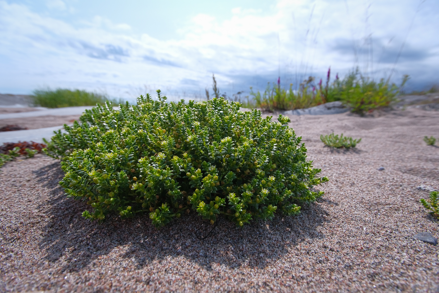Tärnskär, Stockholms skärgård