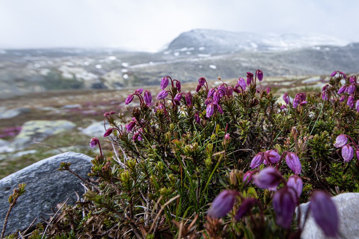 Blommor i Rondane nationalpark, Norge