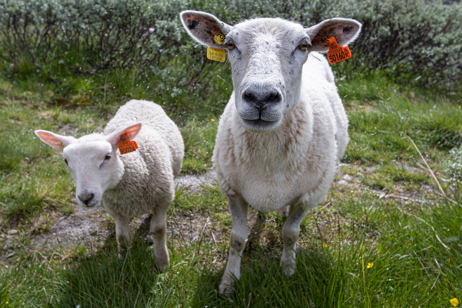 Två får i Rondane nationalpark, Norge