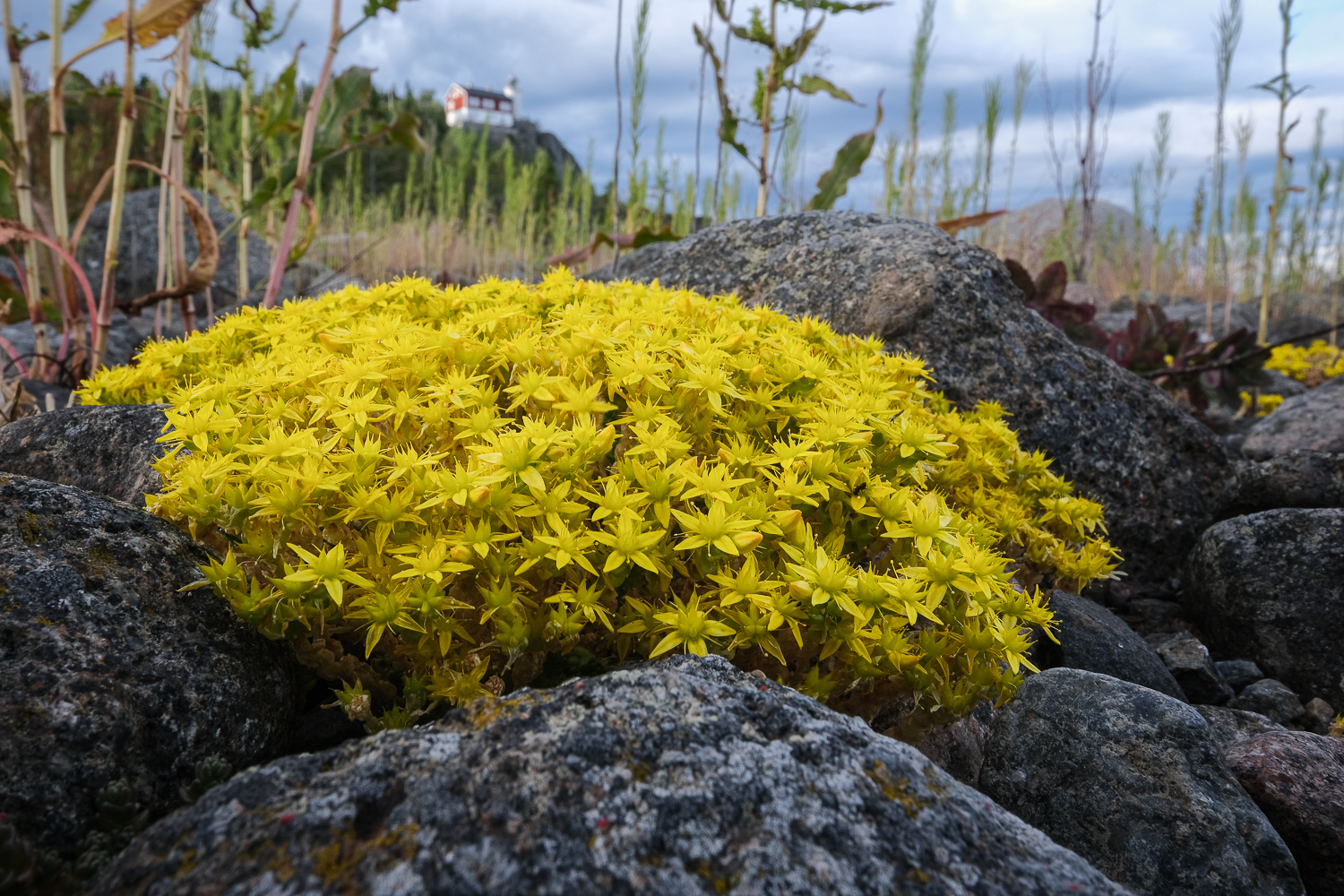 Gul fetknopp på Högbonden, Höga kusten