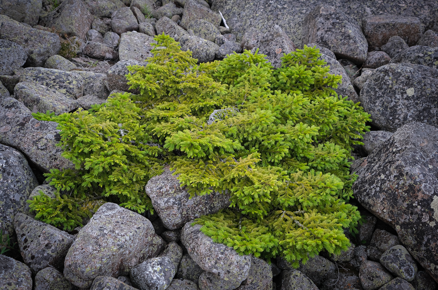 Vindpinat på Höga kusten