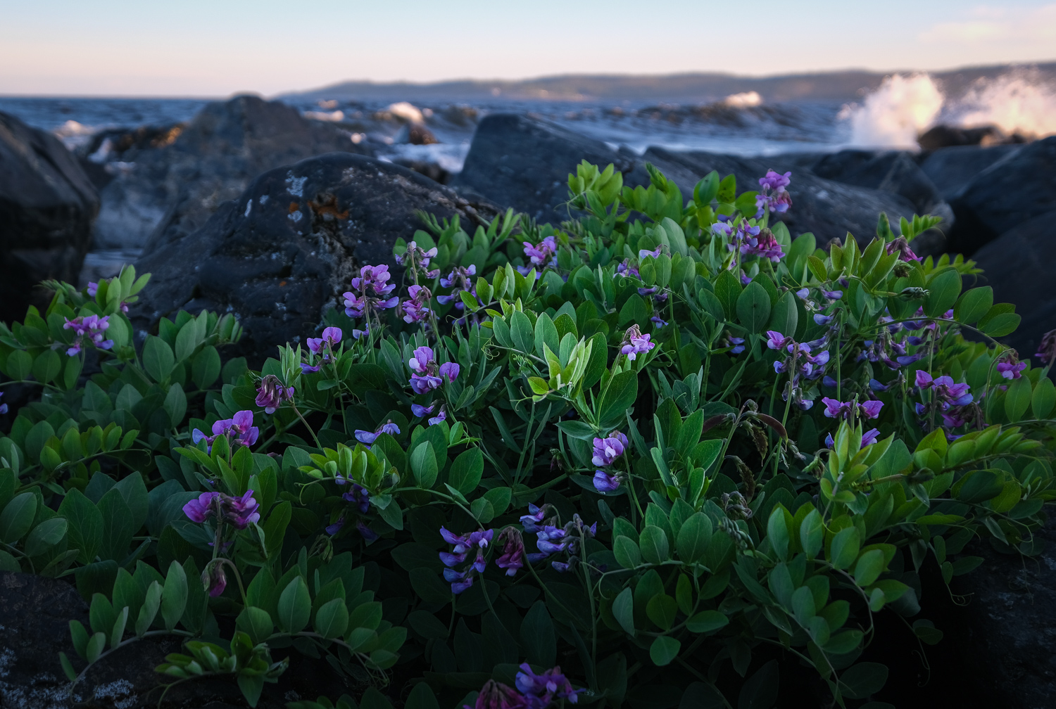 Vildblommor på Lungön, Höga kusten