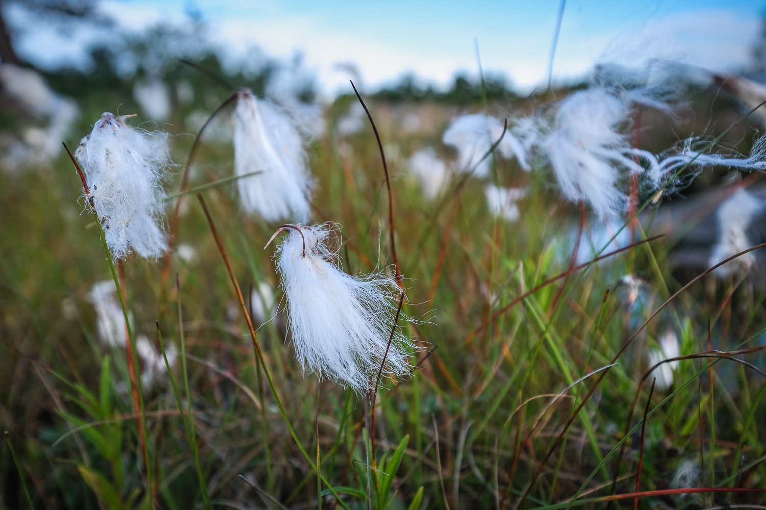 Ängsull i Roslagens skärgård