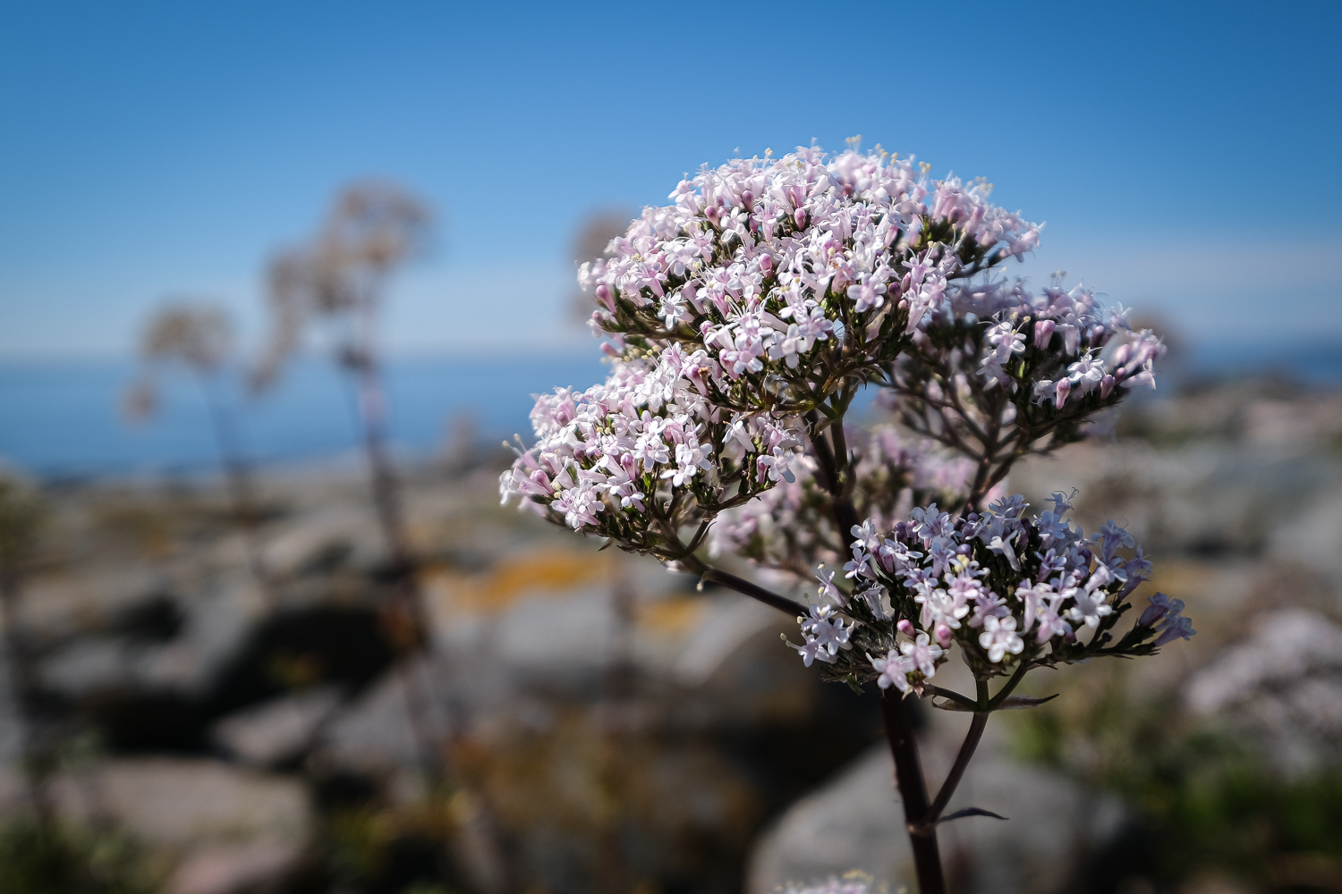 Flädervänderot på Blåbådan