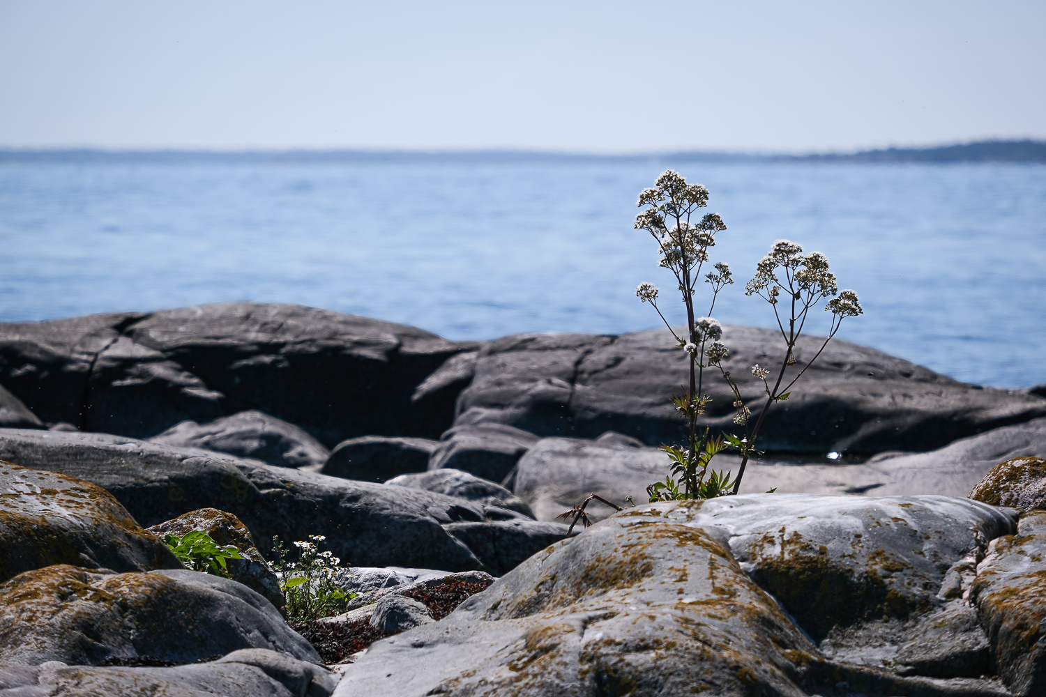 Flädervänderot på Blåbådan