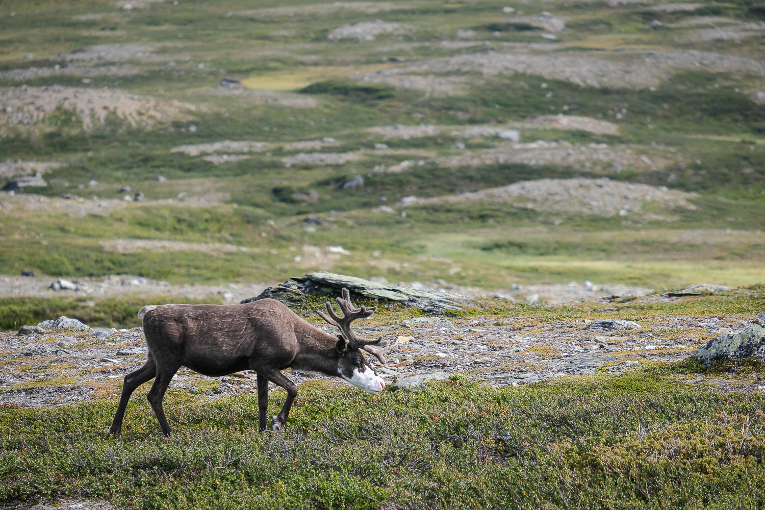Ren vid Mieskentjakke, Jämtlandsleden