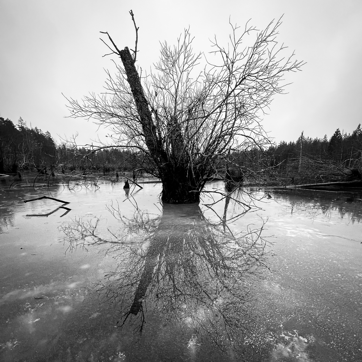 Trädsilhuett i svartvitt. Jordbrodammen, Bogesund