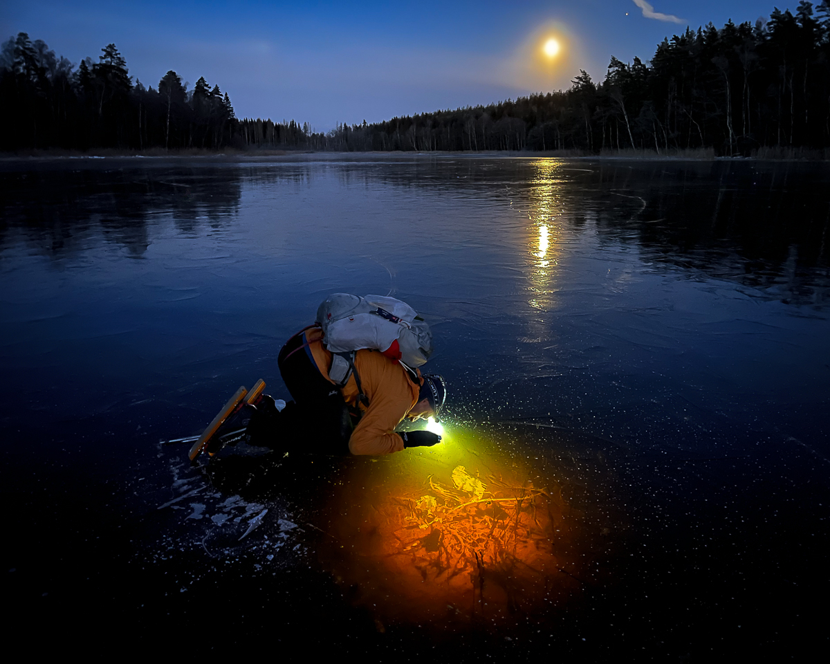 Långfärdsskridskoåkare studerar bottenvegetation i Gissjön, Roslagen.